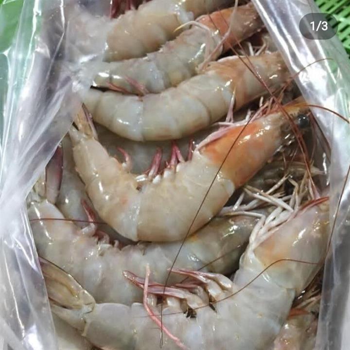 شاه میگو باسر  دریایی